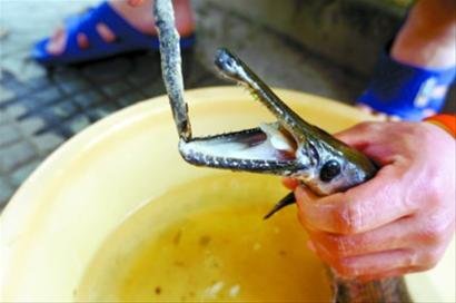 上海河道发现怪鱼“雀鳝”