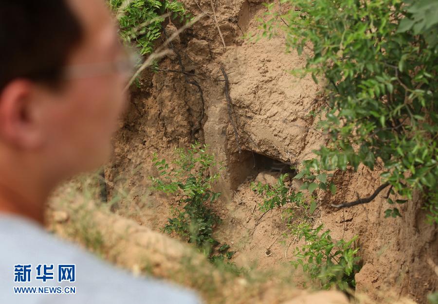 在疑似李煜墓所在的后李村东北部一块玉米地里，一个豁口内露出一些古砖（7月2日摄）。