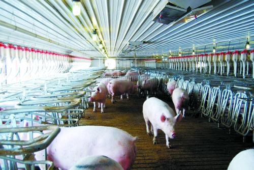 2013年5月29日，双汇国际宣布以71亿美元收购美国最大生猪生产商史密斯菲尔德。