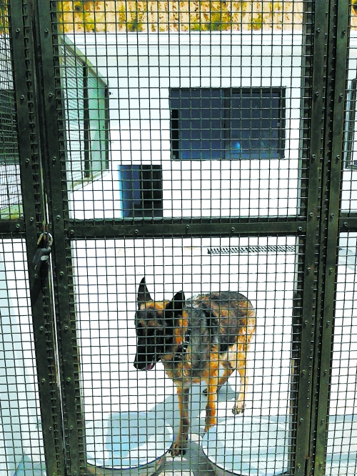 郑州新犬只收容站将打造成小型动物园供市民参观