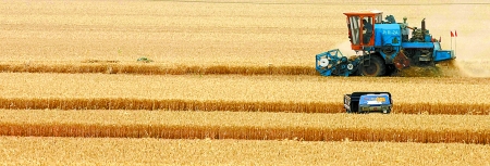 6月3日，在修武县一万亩小麦示范片里，收割机正在收获小麦。