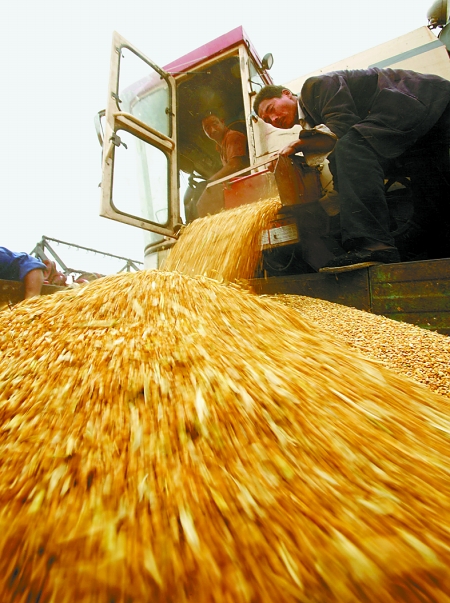 6月3日，滑县农民正在用联合收割机收获小麦。