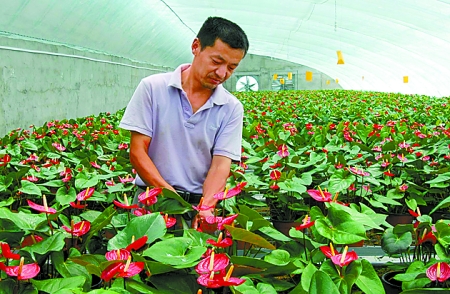 7月3日，濮阳县子岸乡西掘地村鸿润花卉种植合作社的农民正在为红掌浇水。
