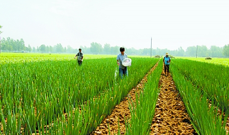 7月4日，宁陵县孔集乡桑庄村农民正在管理大葱。