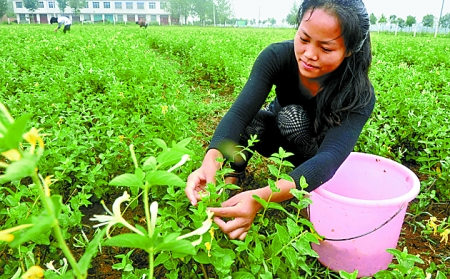 7月1日，淅川县九重镇农民在采摘金银花