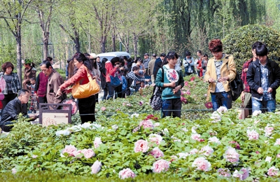  清明小长假期间，隋唐城遗址植物园内游人如织
