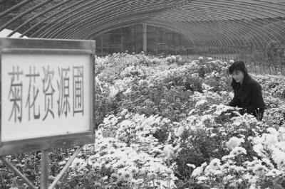 济源市农科所科技人员正选育多头小菊新品种