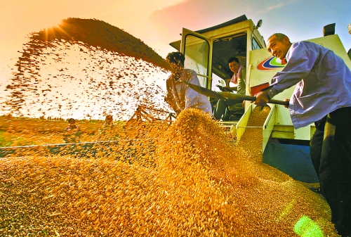 河南粮食总产量1127.72亿斤 河南粮食九连增