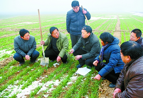滑县老区“土中掘金” 滑县老区“土中掘金”