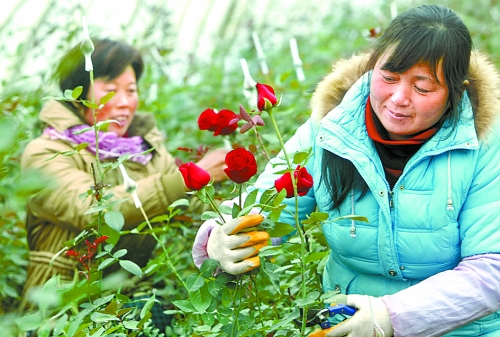 漯河农户种植温棚玫瑰花