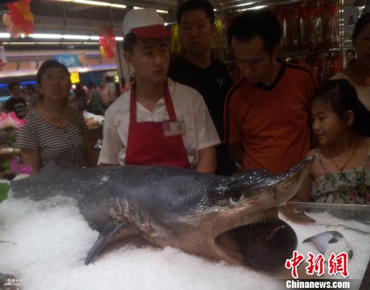 超市鲨鱼肉已下架 店家称有出售手续