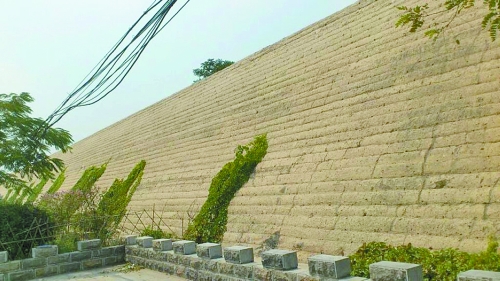 开封城墙修复过程中护坡植被清除