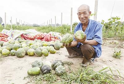 种的是“三白瓜”，长出来的瓜非常杂，其中最多的是本地甜面瓜，俗称“一窝猴”