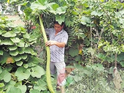 平顶山村民种出“霸王丝瓜” 长达1.6米