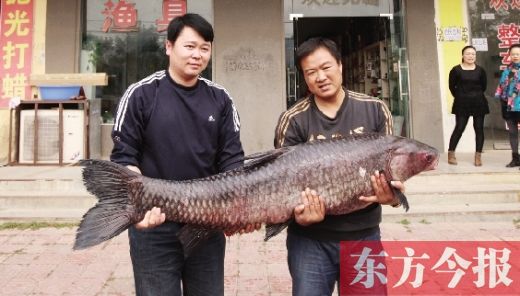 周口市民在信阳钓到80多斤重青鱼