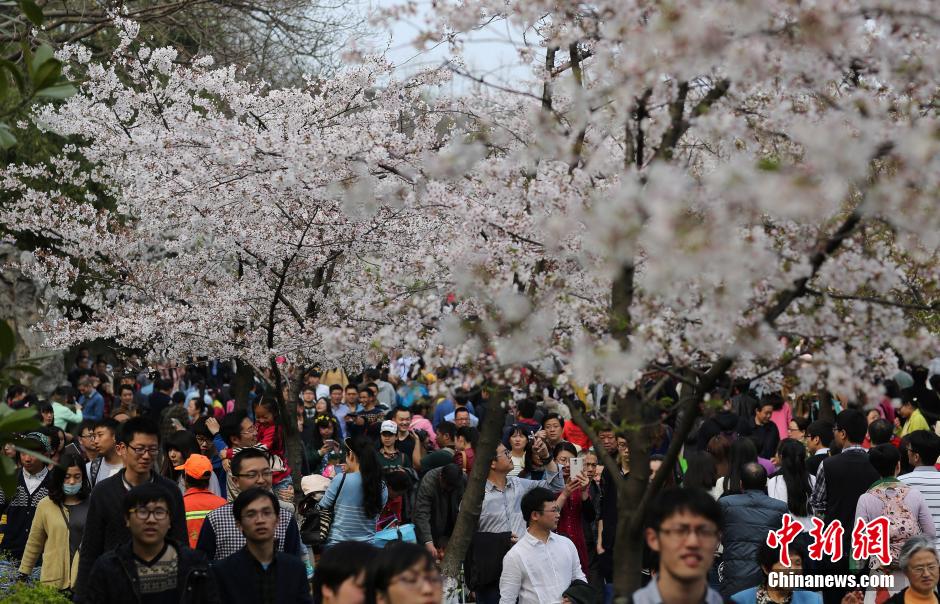 3月29日，南京鸡鸣古刹门前的樱花大道上樱花盛开，吸引了大批市民前来踏青赏花，感受春日气息。