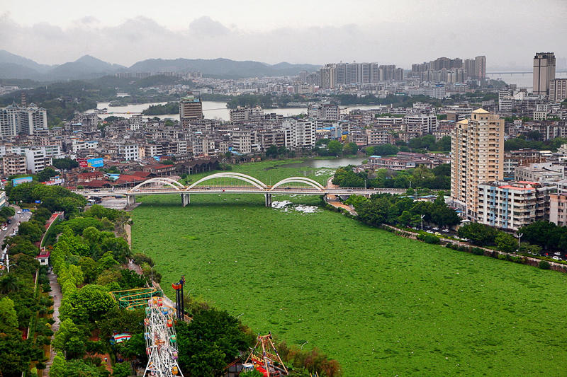 广东惠州水浮莲成灾 两江变成"大草原"