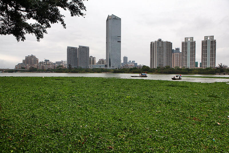 广东惠州水浮莲成灾 两江变成"大草原"