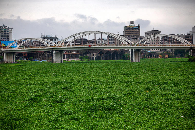 广东惠州水浮莲成灾 两江变成"大草原"