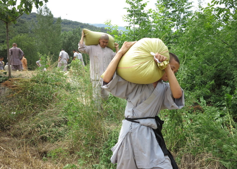 武僧在田间肩扛粮食。