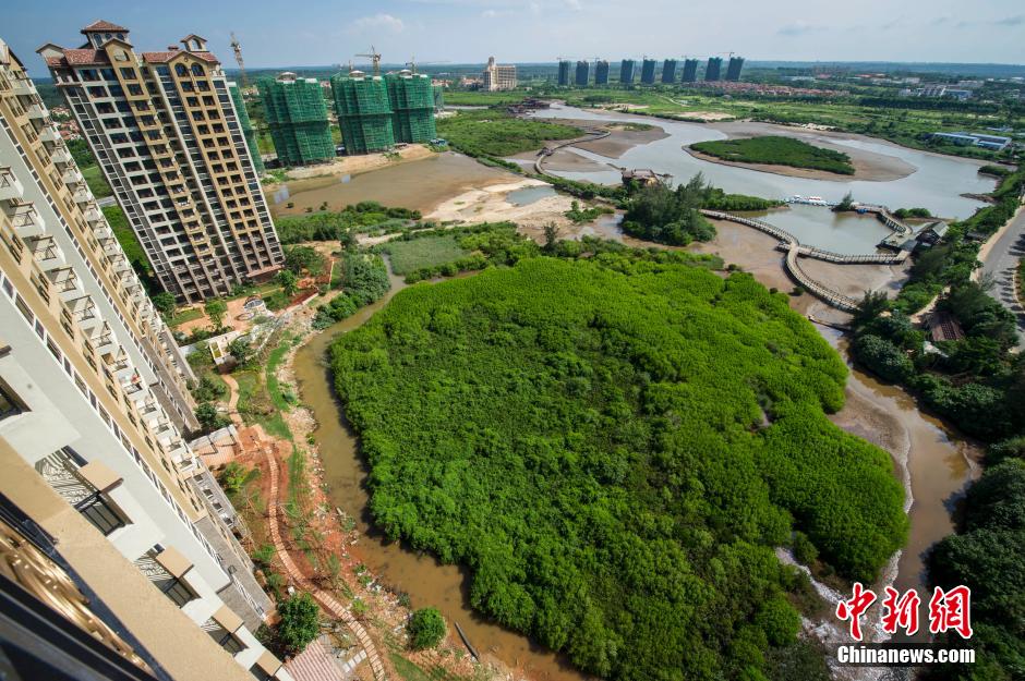 海南百亩红树林遭破坏 沦为高档小区垃圾场