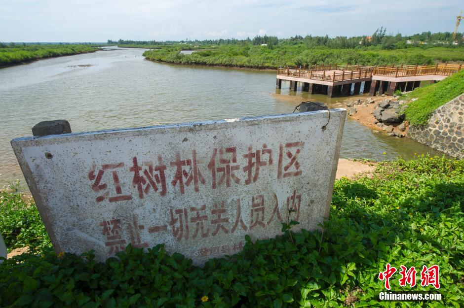 海南百亩红树林遭破坏 沦为高档小区垃圾场