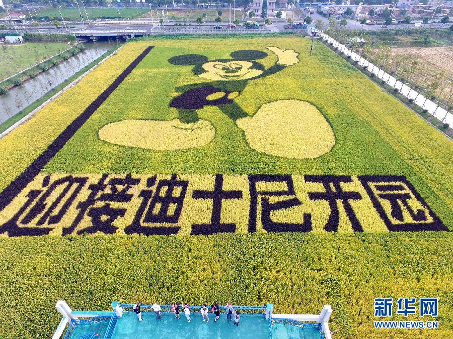 10月25日，游客在观景台上观赏“米老鼠”稻田画。