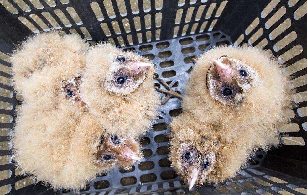 目前，这5只猴面鹰已被送到都昌县西源乡的“小天鹅”保护协会进行救护，预计1个月后就可放飞大自然。