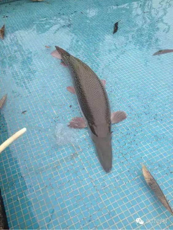 男子在湖里钓上90斤“淡水鱼杀手” 含有剧毒
