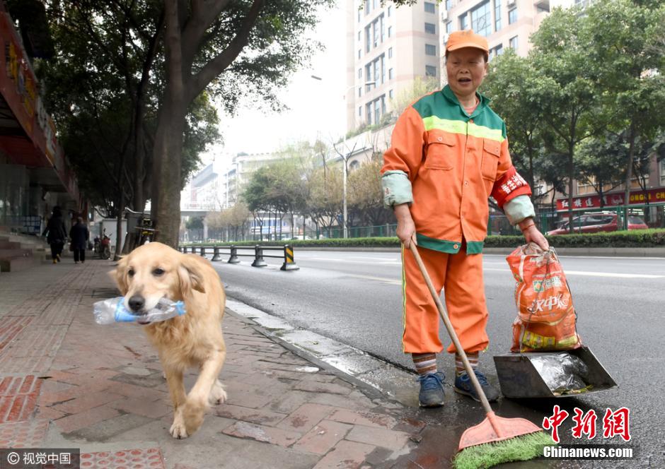 金毛犬跟主人“扫”大街“捡”瓶子