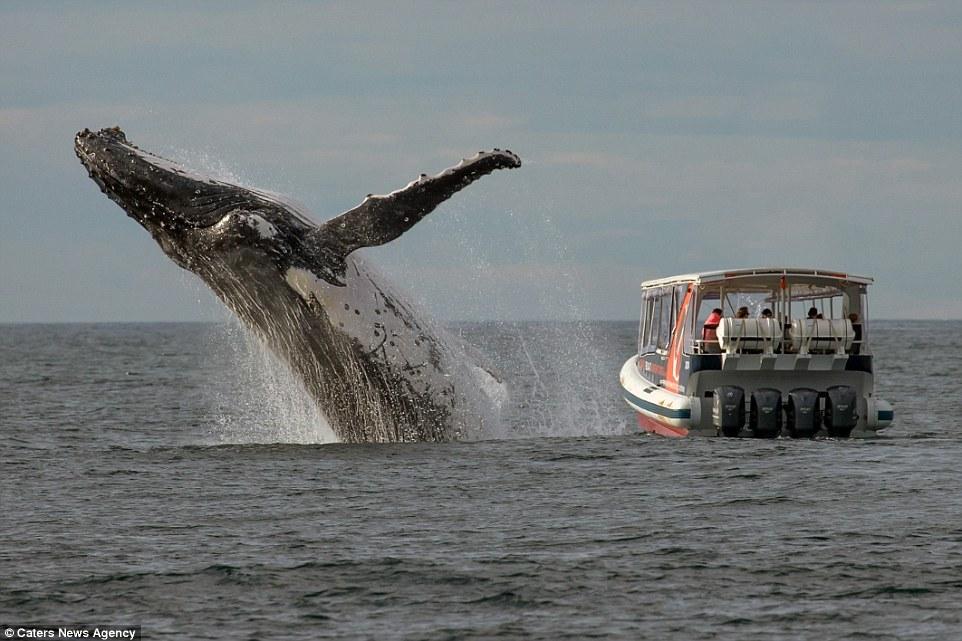 摄影师抓拍“巨鲸跃海” 擦船而过游客吓傻