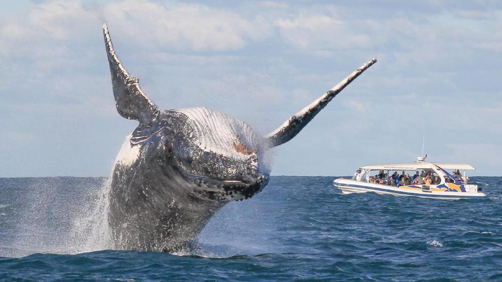 摄影师抓拍“巨鲸跃海” 擦船而过游客吓傻
