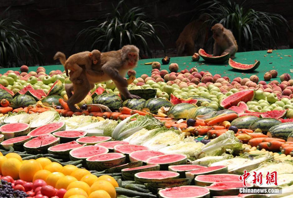 多群猕猴轮番上阵享用水果盛宴