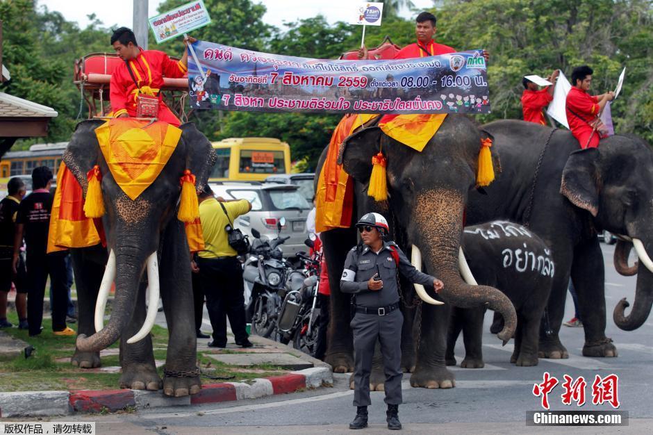 泰国大象用鼻子发传单 为新宪法公投造势