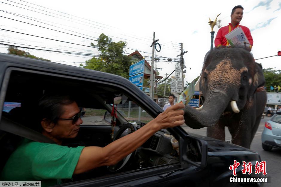 泰国大象用鼻子发传单 为新宪法公投造势
