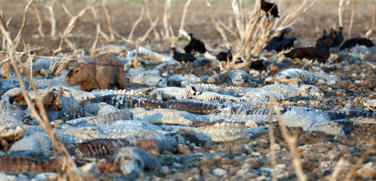 巴拉圭严重干旱 百条鳄鱼集体丧生惨变秃鹫腹中餐
