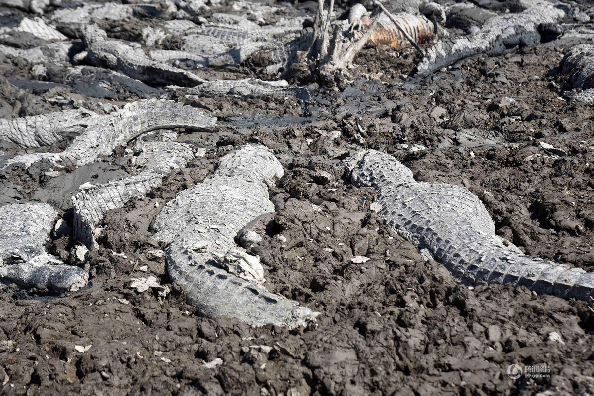 巴拉圭严重干旱 百条鳄鱼集体丧生惨变秃鹫腹中餐