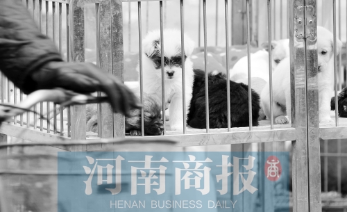 宠物寄养在郑州兴起，消费者疾呼规范宠物市场 张郁/摄
