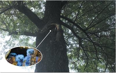 鹰鸮安家繁殖的树洞，鸟类爱好者曾拍到过雏鸟。如今该洞已变空。新京报记者 曾金秋 摄