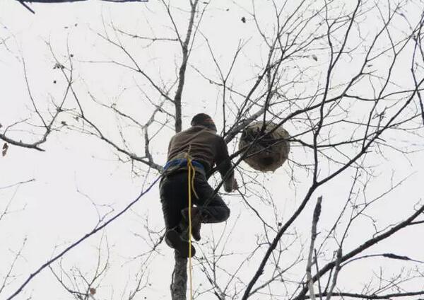 少林寺小伙飞檐走树20米 树梢摘巨型马蜂窝送人
