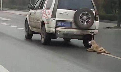 网友发出的虐狗照片