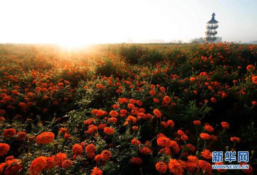 共赏“千垛菊花”美景