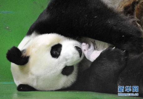 全球首例存活的大熊猫三胞胎