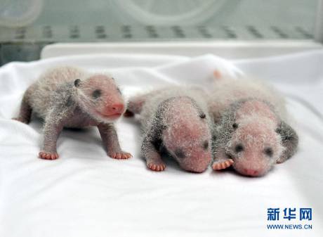 全球首例存活的大熊猫三胞胎