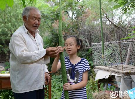 老人种出1.5米长丝瓜