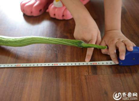 老人种出1.5米长丝瓜