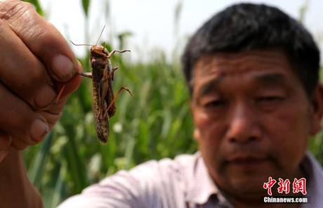 河南大量蝗虫蚕食玉米