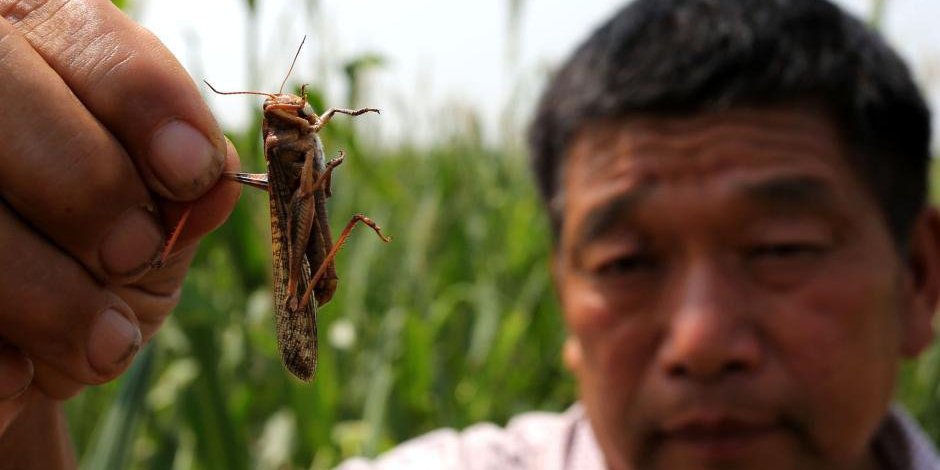 河南大量蝗虫蚕食玉米