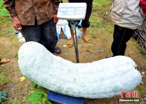 福建蕉城一农户种出173.5斤巨型冬瓜