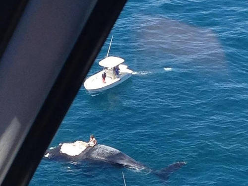 澳洲男子爬上鲸鱼尸体 遭鲨鱼群围困
